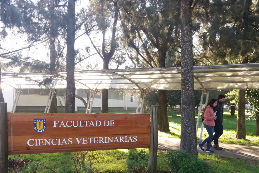 Veterinaria Udec Coordina Nueva Versi N De Diploma Que Mejora Relaci N