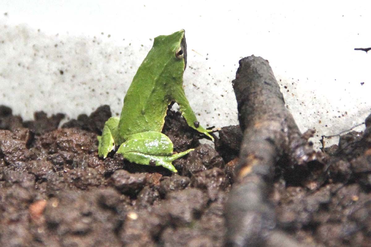 Ranita de Darwin (Rhinoderma darwini)
