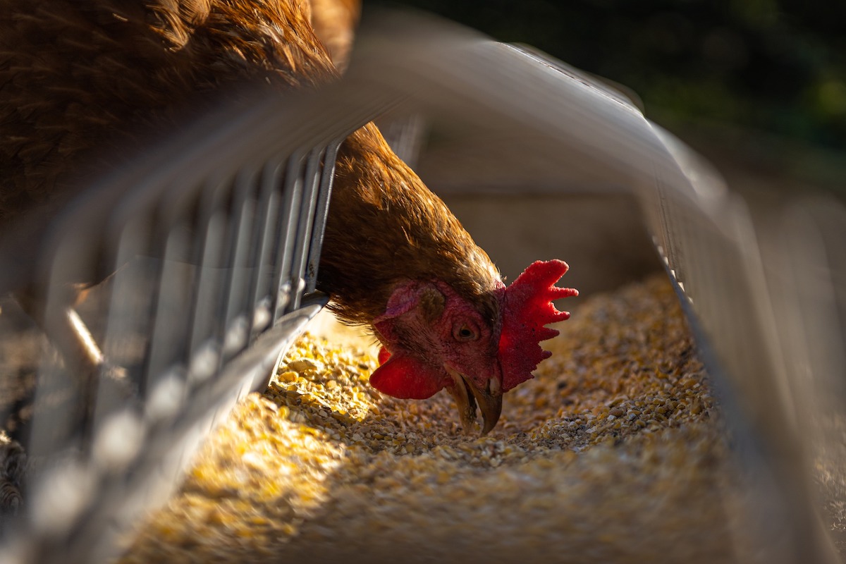 gallina influenza aviar