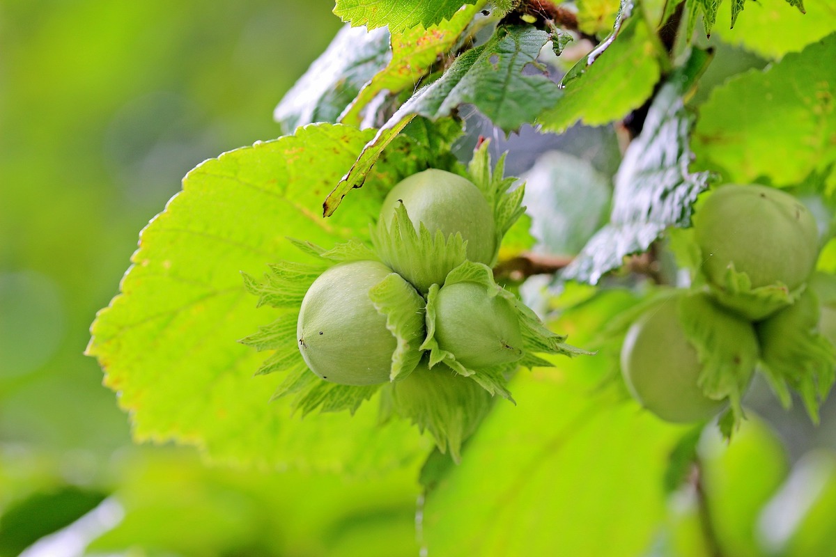 Expert Warns: Fungal Wood Diseases Threaten European Hazelnut Orchards in Chile