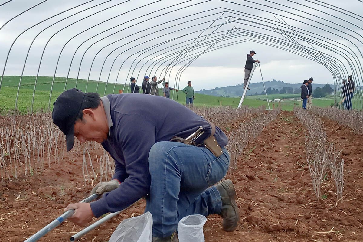Trabajo con comunidades mapuche: Agronomía UdeC lidera proyecto de vitivinicultura en La Araucanía - Noticias UdeC