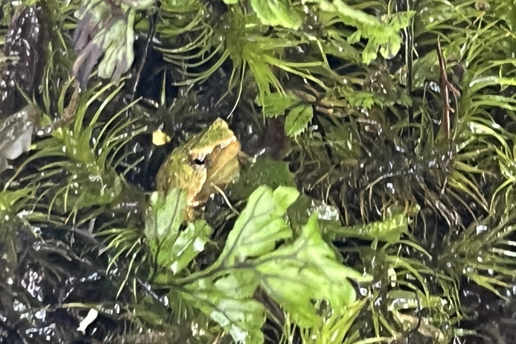 Estación reproductiva UdeC registra nacimientos de ranitas de Darwin rescatadas en Chiloé