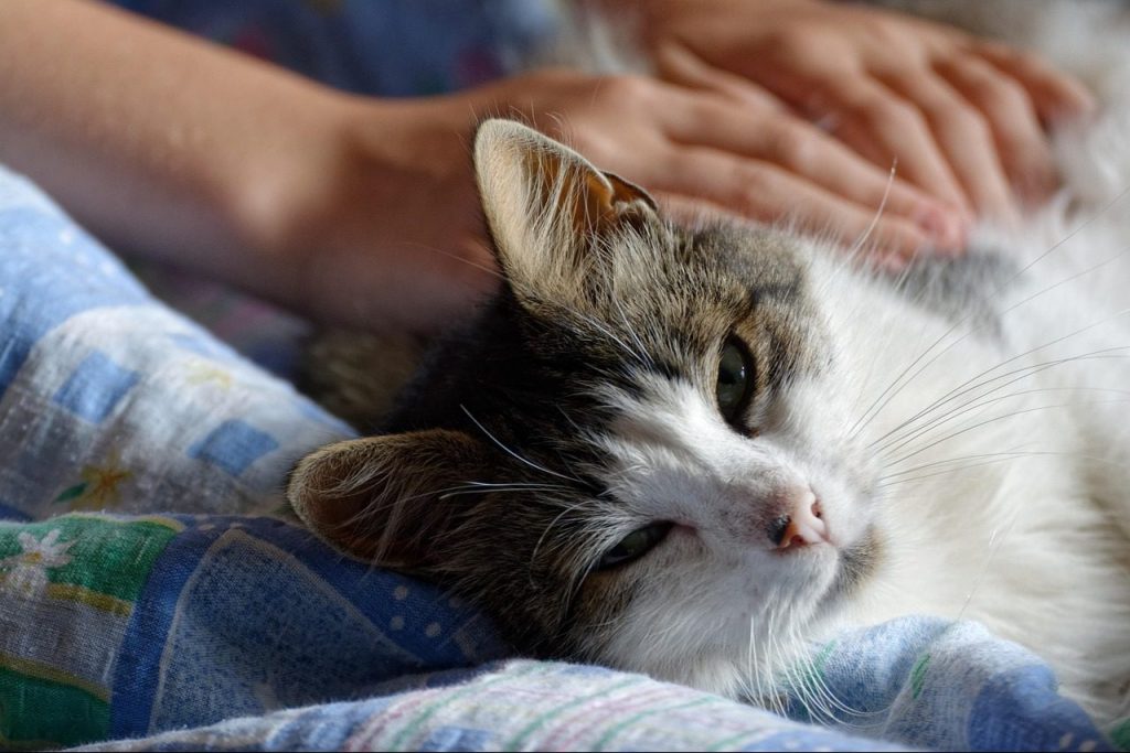 Especialista entrega claves para identificar el dolor en perros y gatos