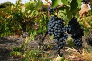 Chile y México ponen en común sus experiencias para estudiar el futuro de la agricultura sostenible