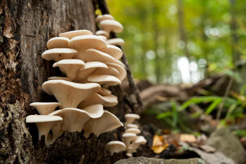 Los ‘comunes’ en Chile: Investigación revela claves para reconstruir el vínculo con la naturaleza