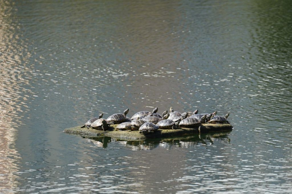 Tortugas de orejas rojas: la mascota exótica que amenaza los humedales de Concepción