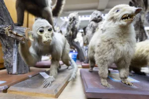 De gabinetes de madera a vitrinas digitales: Museo de Zoología UdeC celebra 70 años de divulgación científica