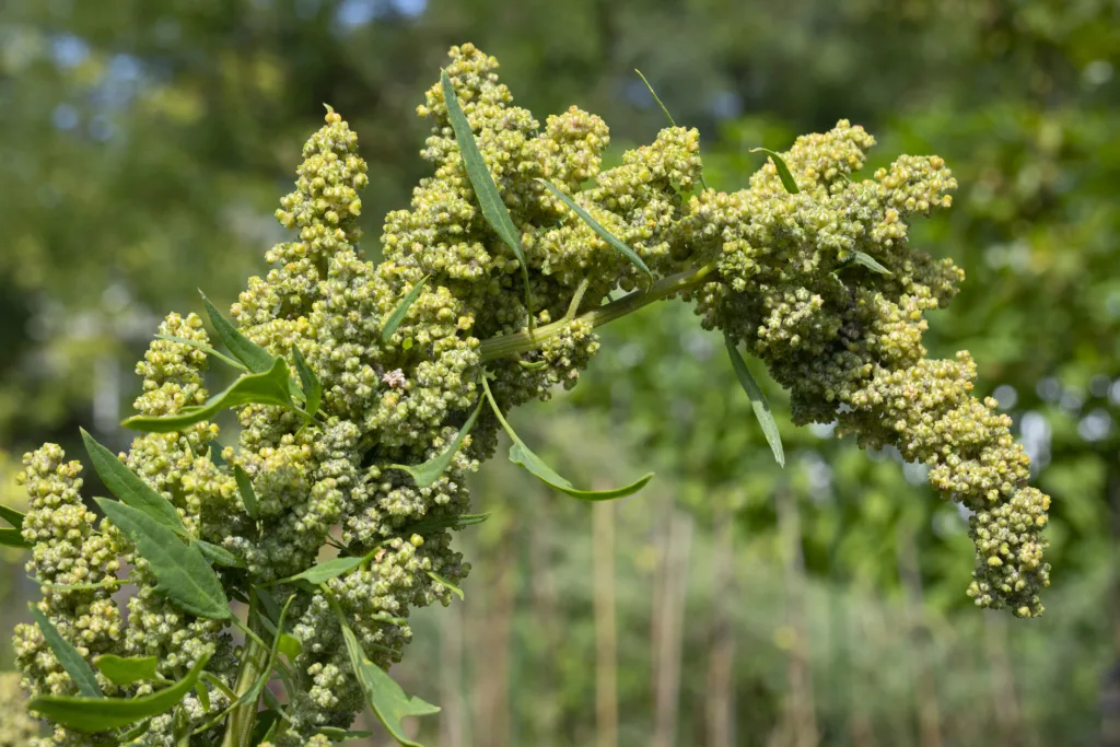 Investigación sobre quinoa revela que plantas madres heredan resistencia al estrés a sus hijas