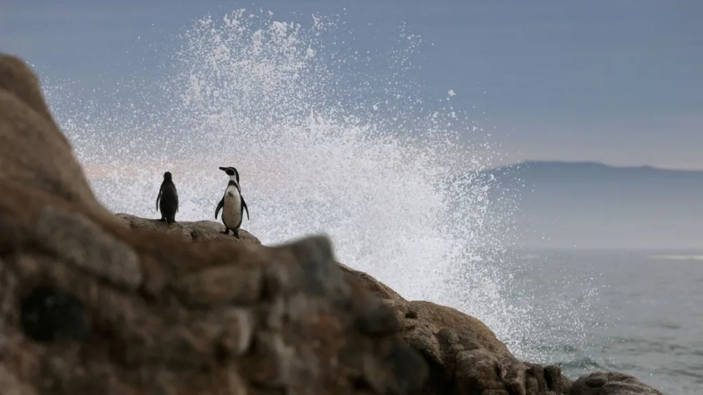 Pingüinos de Humboldt corren el riesgo de seguir disminuyendo en Chile: advierten científicos