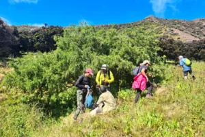 Equipo científico trabajando en el rescate de árboles endémicos Juan Fernández