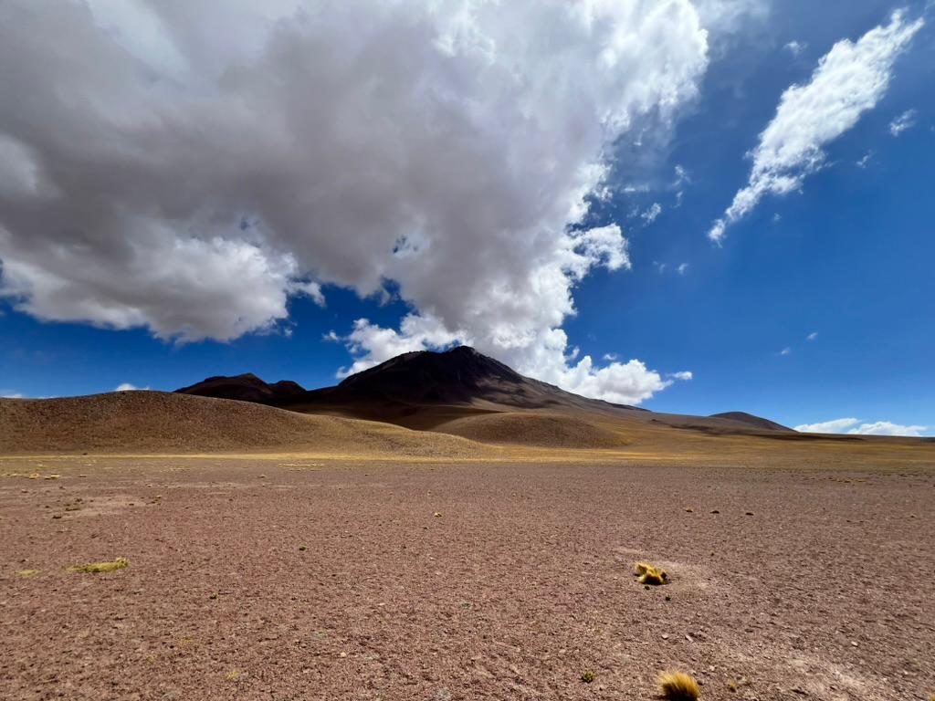 «Sherplants»: El secreto de la vegetación en el extremo sur para enfrentar el cambio climático
