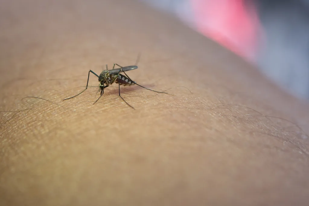 Zancudos y mosquitos en temporada estival
