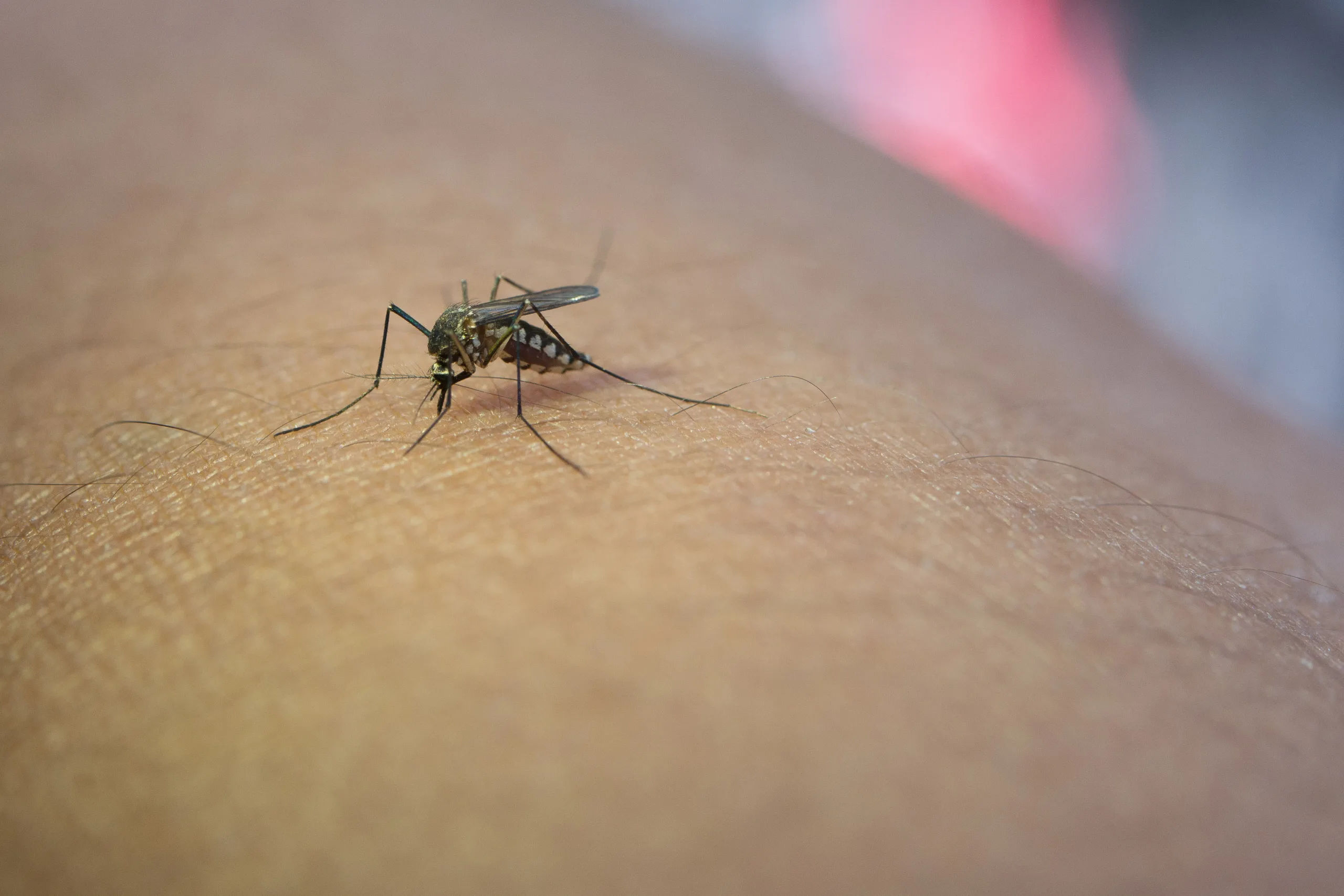 Zancudos y mosquitos en temporada estival