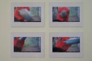 exposición “Fototrampeo en bosques andinos de araucarias” en campus Chillán