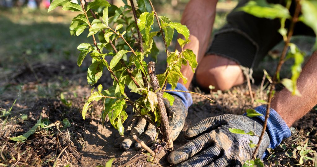 Regalarán miles de árboles nativos en la UdeC: cuándo y dónde obtener el tuyo