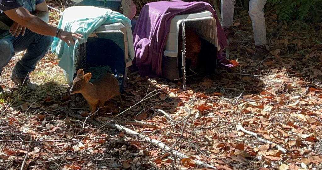 Liberan a dos pudúes y un monito del monte en Quilleco: fueron afectados por incendios forestales