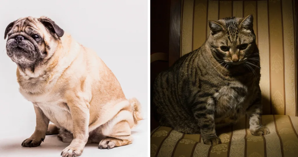 Si está gordito, no es más feliz: el aumento de peso en mascotas se está transformando en un problema