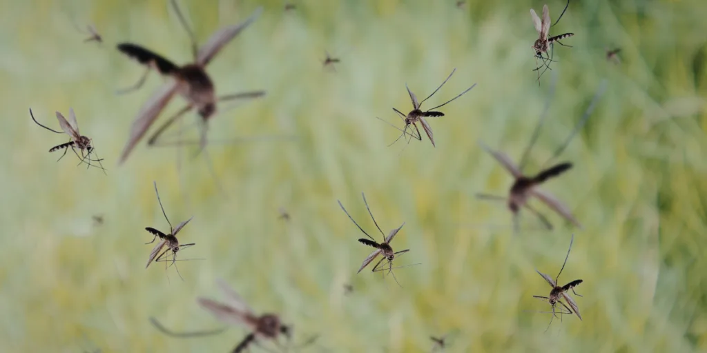 Alertan que especies invasoras amenazan salud, economía y biodiversidad
