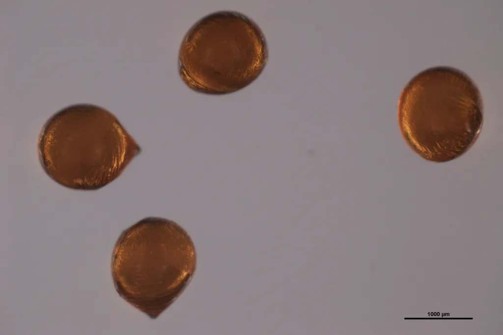 Microencapsulados de ficoeritrina.
