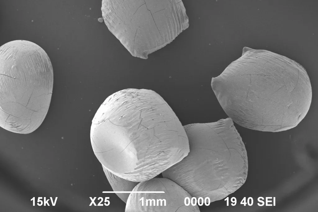 Microscopía de encapsulados de ficoeritrina.