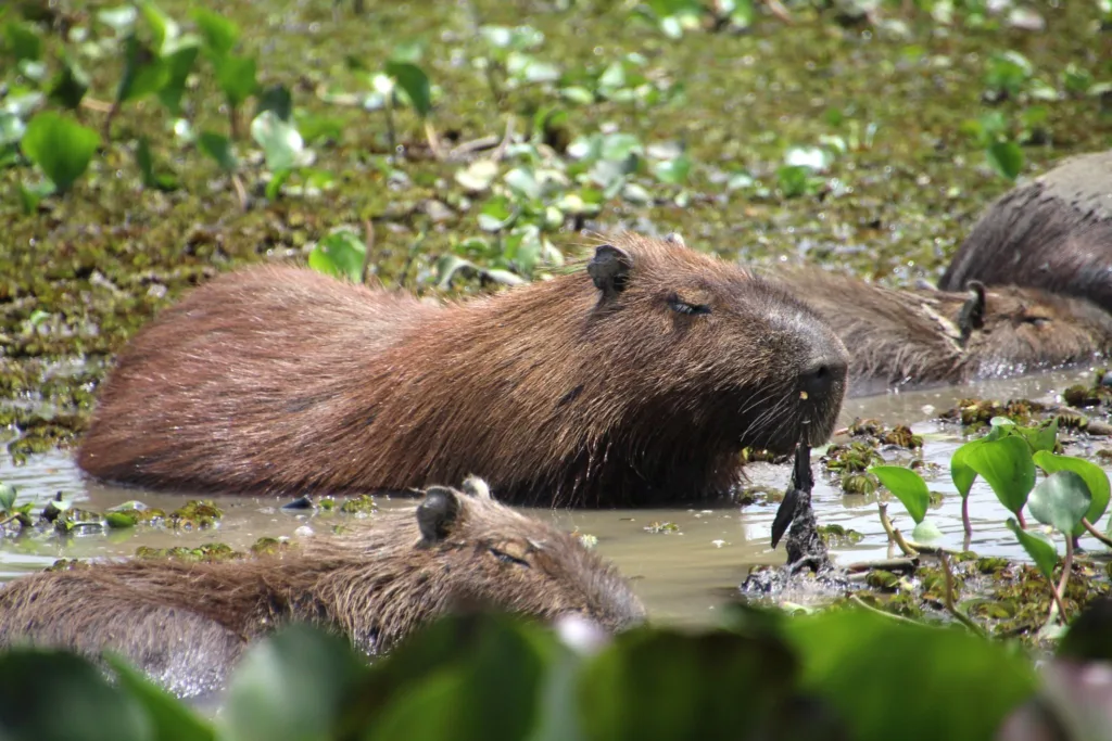 Capibara
