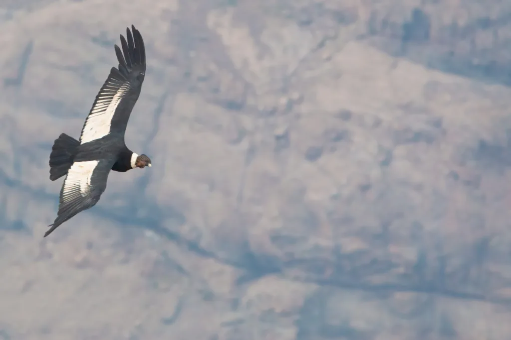 Imagen de cóndor en vuelo.