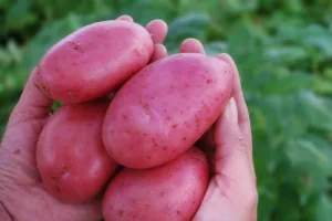 Día internacional de la Papa releva el aporte nutricional y productivo del cultivo presente en más de 150 países
