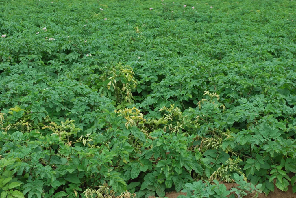 Plantación de papas