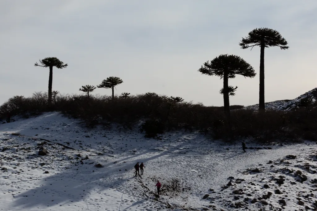 Araucarias.