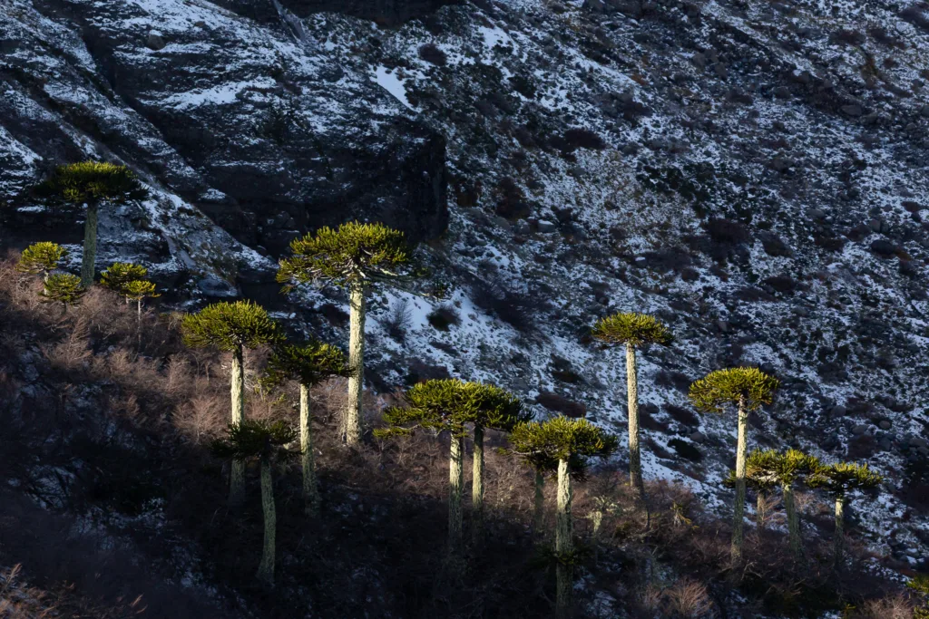 Araucarias.