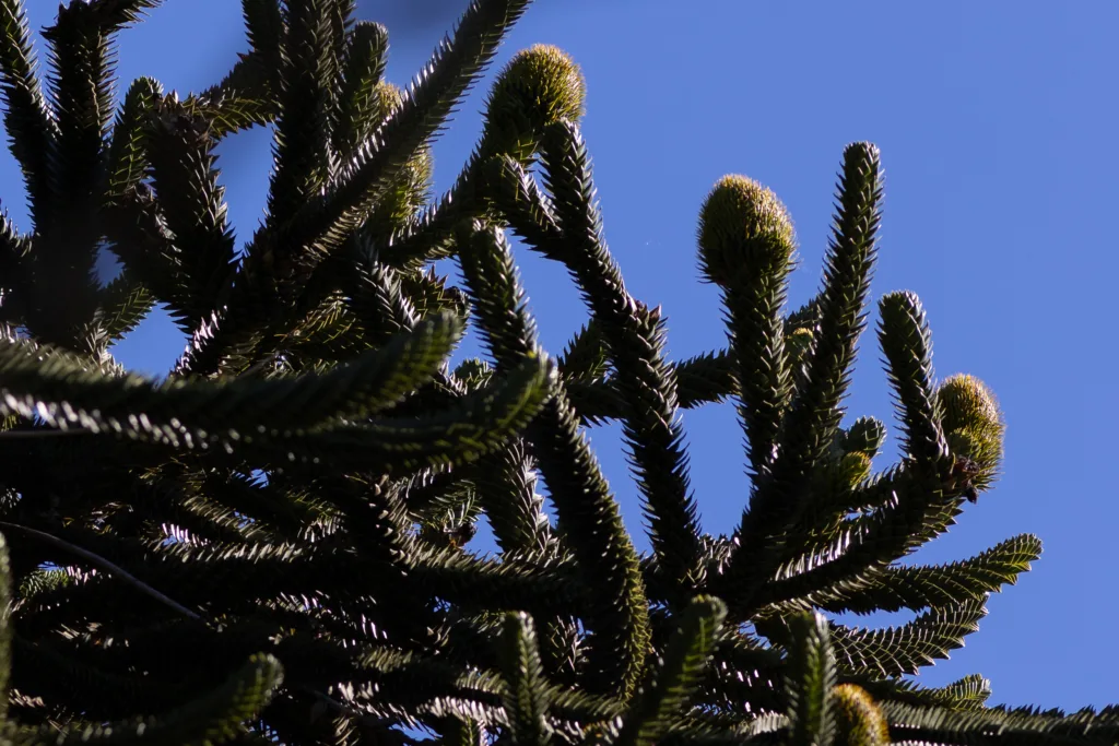 Araucaria.