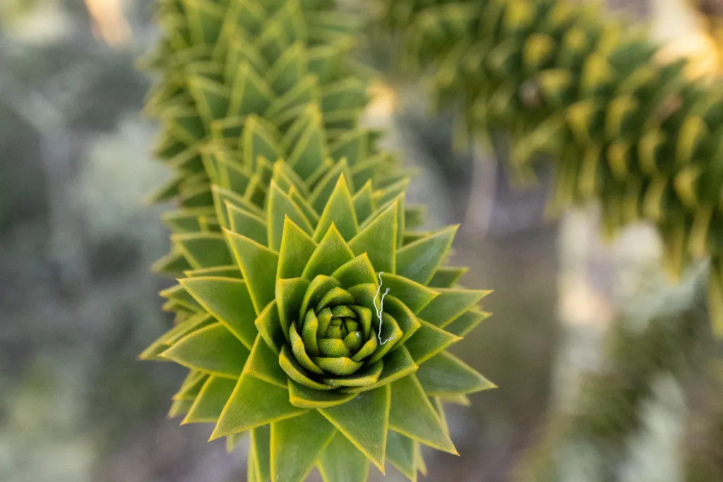 Detalle araucaria.