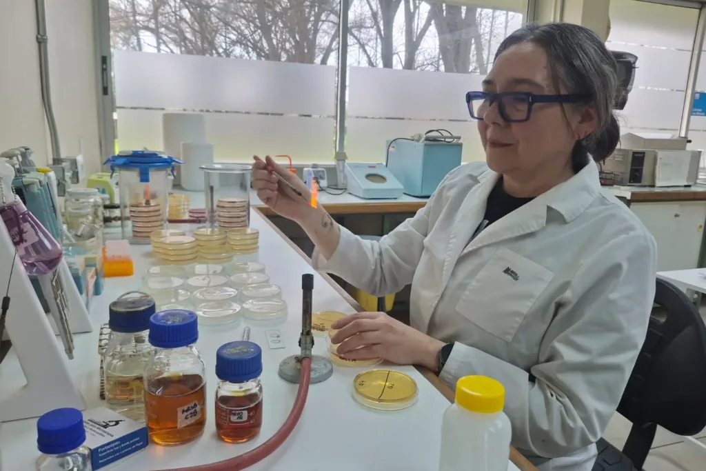 Proyecto explora el uso de probióticos para curar heridas provocadas por bacterias multirresistentes en mascotas