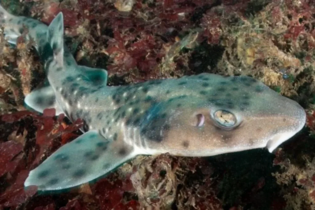 ¿Delfines o tiburones? Café Científico invita a descubrir los secretos de dos grandes habitantes del océano