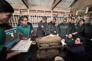 Estudiantes de Veterinaria apoyan capacitación de Gendarmería en ecografía ovina