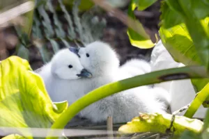 La familia sigue creciendo: Nace nueva generación de cisnes en el Campus Concepción
