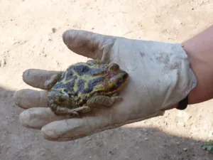 Investigadores documentan por primera vez a rana africana depredando huevos de anfibios nativos