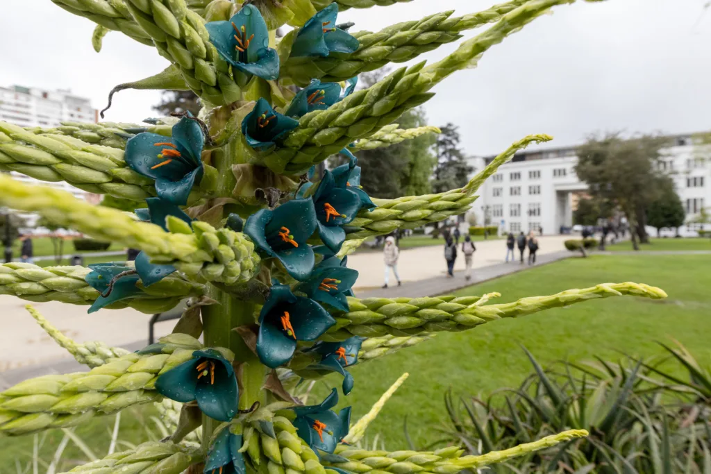 Tras un año sin florecer, la puya de la Universidad de Concepción sorprende con su nueva floración