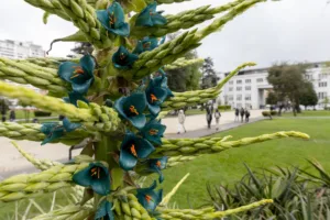 Tras un año sin florecer, la puya de la Universidad de Concepción sorprende con su nueva floración