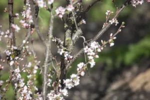 Lluvias primaverales plantean desafíos para los cultivos agrícolas del sur del país