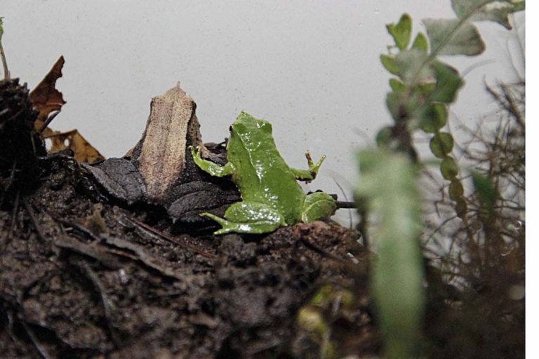 Estación de Biología de la Ranita de Darwin, un sistema probado para la ...