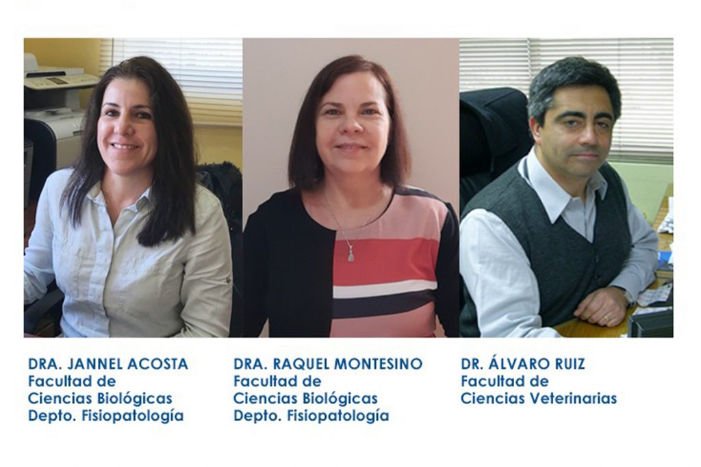 Investigadores UdeC se adjudican Fondo ANID para probar prototipo de vacuna en cerdos