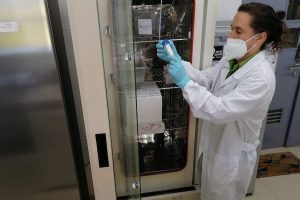 Experto de Veterinaria UdeC busca cultivar bacterias de garrapatas para generar colección chilena de aislados