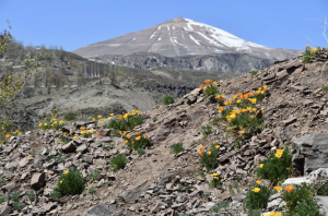 Investigadores UdeC participan en estudio de propagación de plantas exóticas en montañas