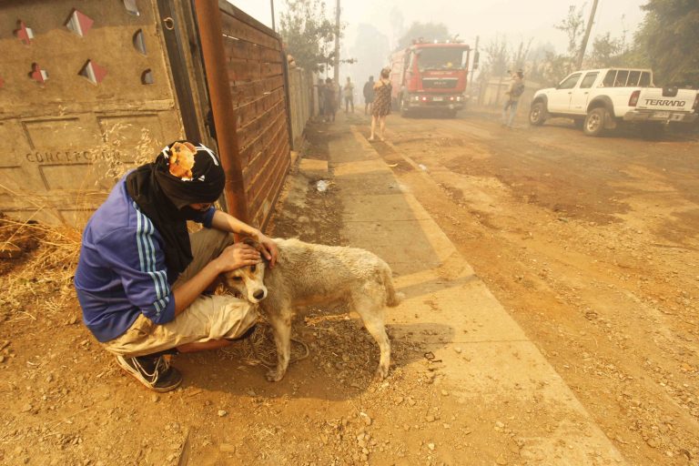Centros veterinarios de la UdeC habilitan servicios para atender a animales afectados por incendios