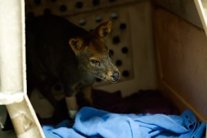Fauna silvestre en peligro: el apoyo UdeC para salvar animales afectados por incendios forestales
