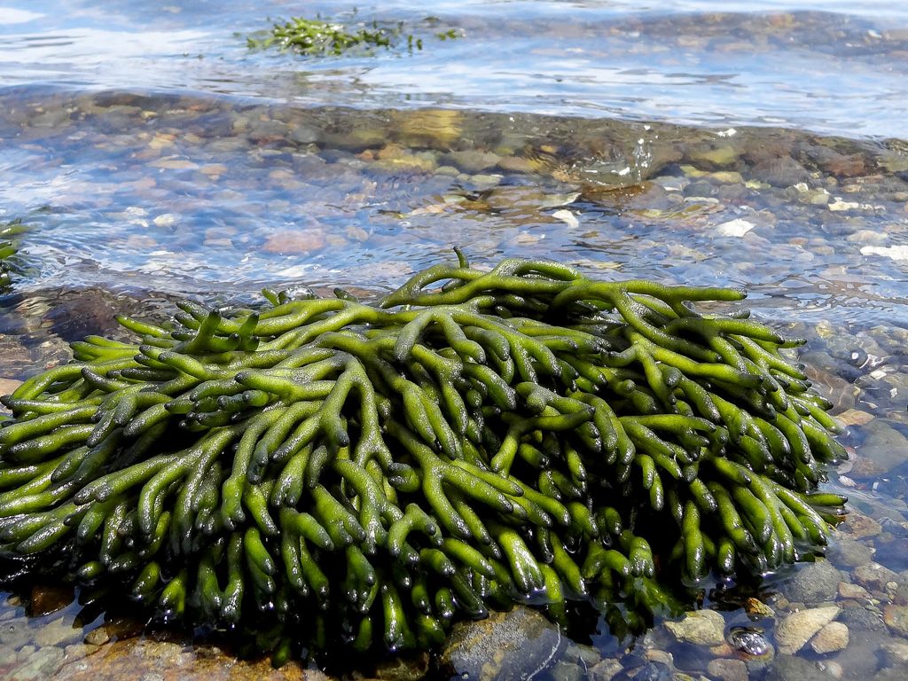 Algas invasoras aumentarán su presencia en costas chilenas por efecto de la contaminación y el cambio climático