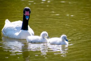 No alimentarlos y alejar a perros: académica UdeC entrega consejos para cuidar a crías de cisnes en la Laguna Los Patos