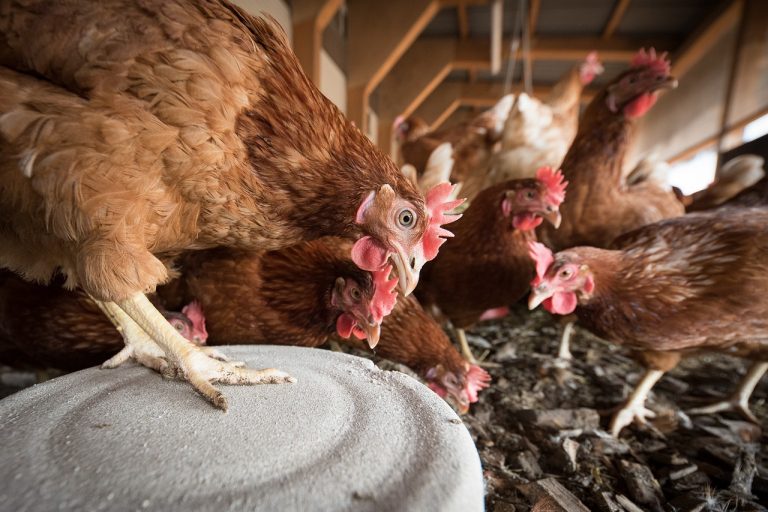 Expertas UdeC relevan prometedor potencial en la industria avícola de Ñuble