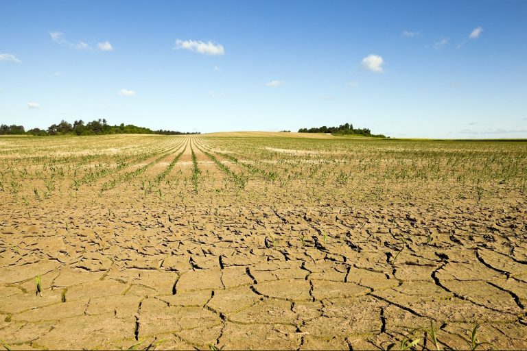 Día Mundial contra la Desertificación: Agronomía UdeC destaca investigaciones para combatir este problema global